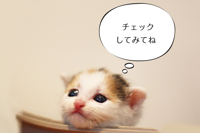 癒し系猫